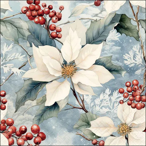 White winter poinsettia - white,